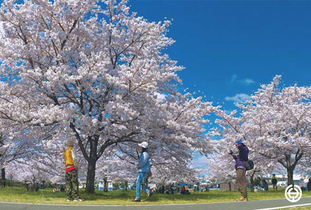 春 サイクリングロードの桜