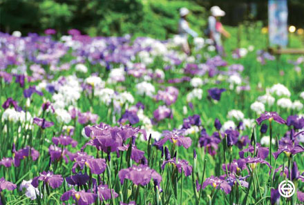 夏 智光山公園花菖蒲園