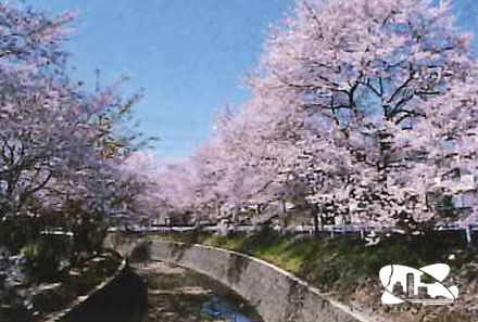 東川桜並木